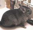 Chinchillas