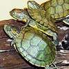 How Turtles and Tortoises Behave