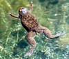 African Clawed Frogs