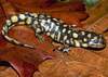 Tiger Salamanders