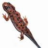 Fire Bellied Newts