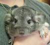 Caring for Orphaned Chinchillas