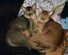 Abyssinian