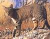 African Wild Cat