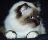 Birman