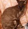 Cornish Rex