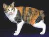 Japanese Bobtail