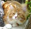 Maine Coon