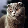 Scottish Fold