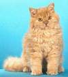 Selkirk Rex