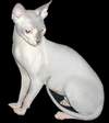 Sphynx