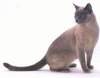 Tonkinese