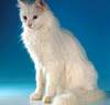 Turkish Angora