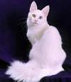 Turkish Van