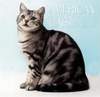 American Shorthair