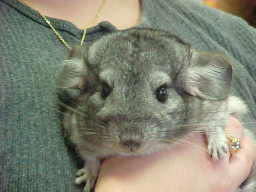 Caring for Orphaned Chinchillas