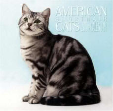 American Shorthair cat breed