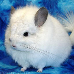 Chinchilla Care