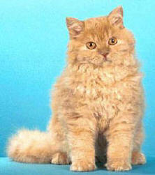 Selkirk Rex cat breed