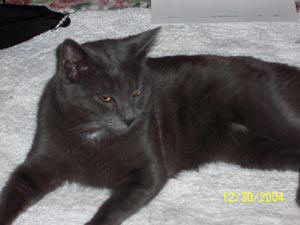Korat cat breed
