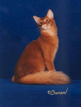 Somali cat breed