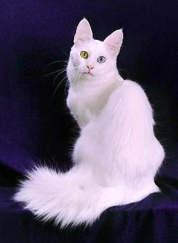 white van cat