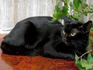 Bombay cat breed