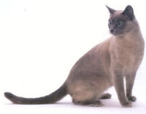 Tonkinese cat breed