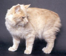 Manx cat breed