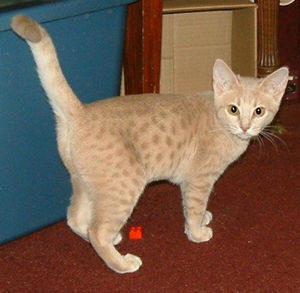 ocicat orange