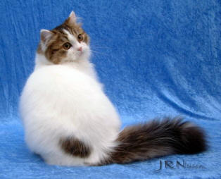 RagaMuffin cat breed