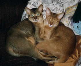 Abyssinian cat breed
