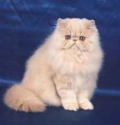 Persian cat breed