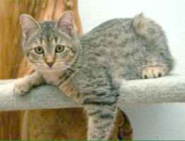 Pixie-Bob cat breed