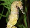 How to Breed a Seahorse