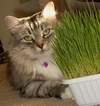  Keeping Your Cat out of the Sandbox or Garden