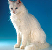 Turkish Angora cat breed