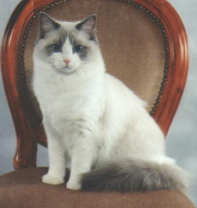 Ragdoll cat breed