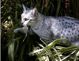 Egyptian Mau cat breed