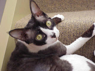 Devon Rex cat breed