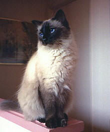 Balinese cat breed