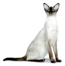 Siamese cat breed