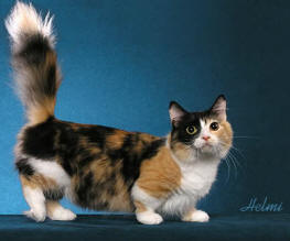 Munchkin cat breed