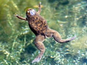 African Clawed Frogs