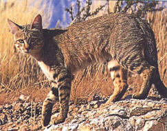 African Wild Cat breed