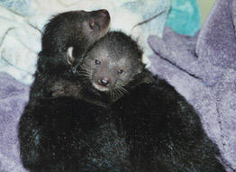 Caring for Orphaned Ferrets