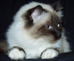 Birman cat breed