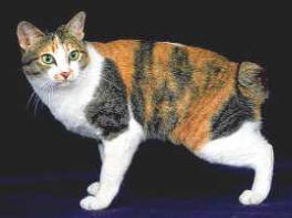 Japanese Bobtail cat breed