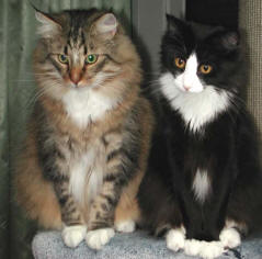 Norwegian Forest cat breed