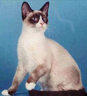 Snowshoe cat breed
